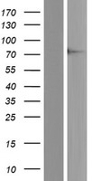 FMRP (FMR1) Human Over-expression Lysate