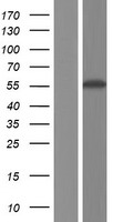 GTPBP3 Human Over-expression Lysate