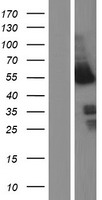 NFIB Human Over-expression Lysate