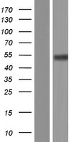 SERINC2 Human Over-expression Lysate