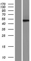 SCRN3 Human Over-expression Lysate