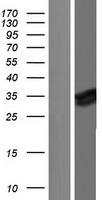 Myeloid leukemia factor 1 (MLF1) Human Over-expression Lysate