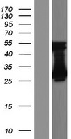 TMEM221 Human Over-expression Lysate