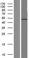 CD4 Human Over-expression Lysate