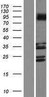 LRRC3C Human Over-expression Lysate