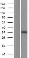 Asialoglycoprotein Receptor 1 (ASGR1) Human Over-expression Lysate
