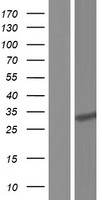 ECHDC2 Human Over-expression Lysate
