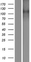 NCKX2 (SLC24A2) Human Over-expression Lysate