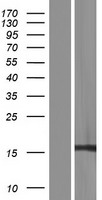 RPS17L Human Over-expression Lysate