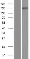 IQSEC3 Human Over-expression Lysate
