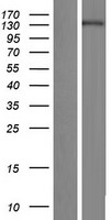 SMG7 Human Over-expression Lysate