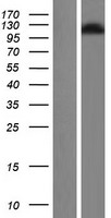 RAB3GAP1 Human Over-expression Lysate