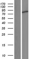 C1orf127 Human Over-expression Lysate