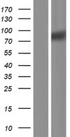 SIGLEC10 Human Over-expression Lysate