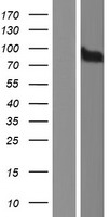 CDH18 Human Over-expression Lysate