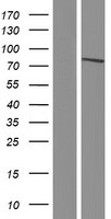 SP110 Human Over-expression Lysate