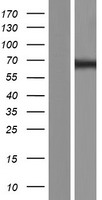 DGCR2 Human Over-expression Lysate