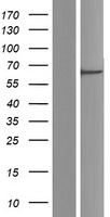 RO60 Human Over-expression Lysate