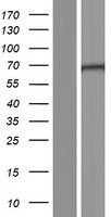 DGCR2 Human Over-expression Lysate