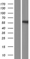 UGT3A2 Human Over-expression Lysate