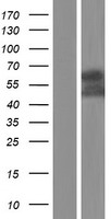 SSH3BP1 (ABI1) Human Over-expression Lysate