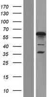 CP2c (TFCP2) Human Over-expression Lysate