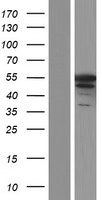 MPP1 Human Over-expression Lysate