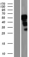 LCOR Human Over-expression Lysate