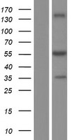 UDP glucose dehydrogenase (UGDH) Human Over-expression Lysate