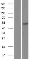 DP2 (TFDP2) Human Over-expression Lysate