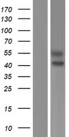 SIGLEC6 Human Over-expression Lysate