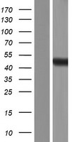 TAZ (WWTR1) Human Over-expression Lysate