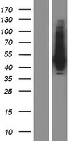 PNMA6C Human Over-expression Lysate