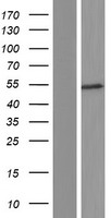 CNDP2 Human Over-expression Lysate