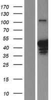 HPD Human Over-expression Lysate