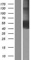 CD33 Human Over-expression Lysate