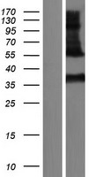 Kallikrein 11 (KLK11) Human Over-expression Lysate