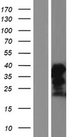 PABIR2 Human Over-expression Lysate