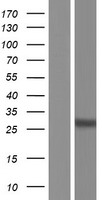 SCAMP5 Human Over-expression Lysate