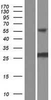 INCA1 Human Over-expression Lysate