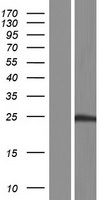 SENP8 Human Over-expression Lysate