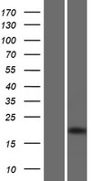 SAP25 Human Over-expression Lysate