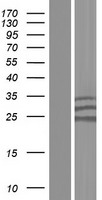 LOX 1 (OLR1) Human Over-expression Lysate