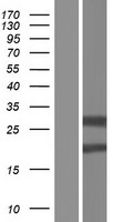 ZC4H2 Human Over-expression Lysate