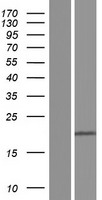 EOLA1 Human Over-expression Lysate