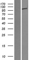 ENPP1 Human Over-expression Lysate