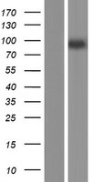 MMEL1 Human Over-expression Lysate