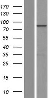 ARHGAP25 Human Over-expression Lysate