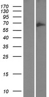 GOLGA8B Human Over-expression Lysate