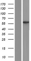 THUMPD2 Human Over-expression Lysate